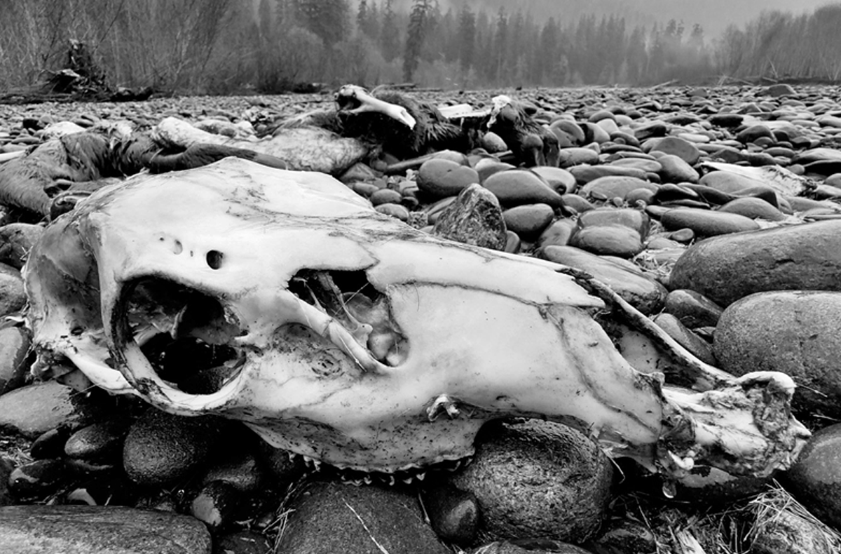 Olympic Peninsula Steelhead