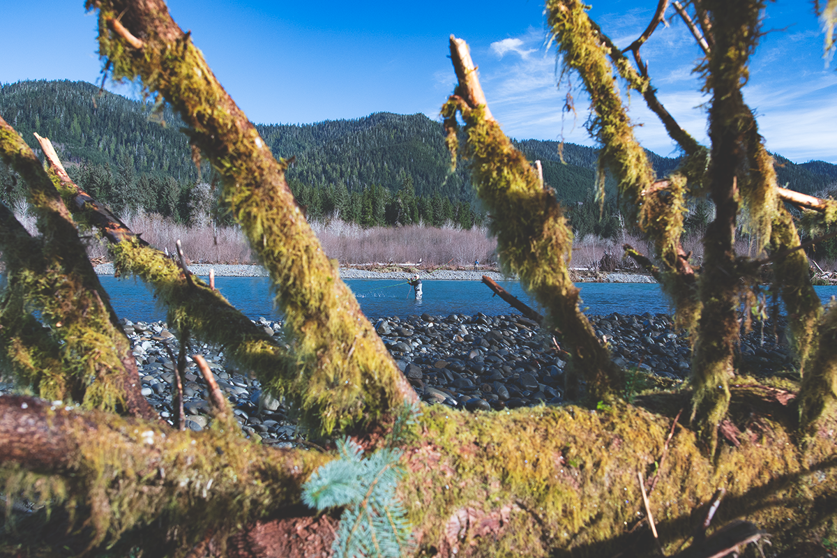 Olympic Peninsula Steelhead