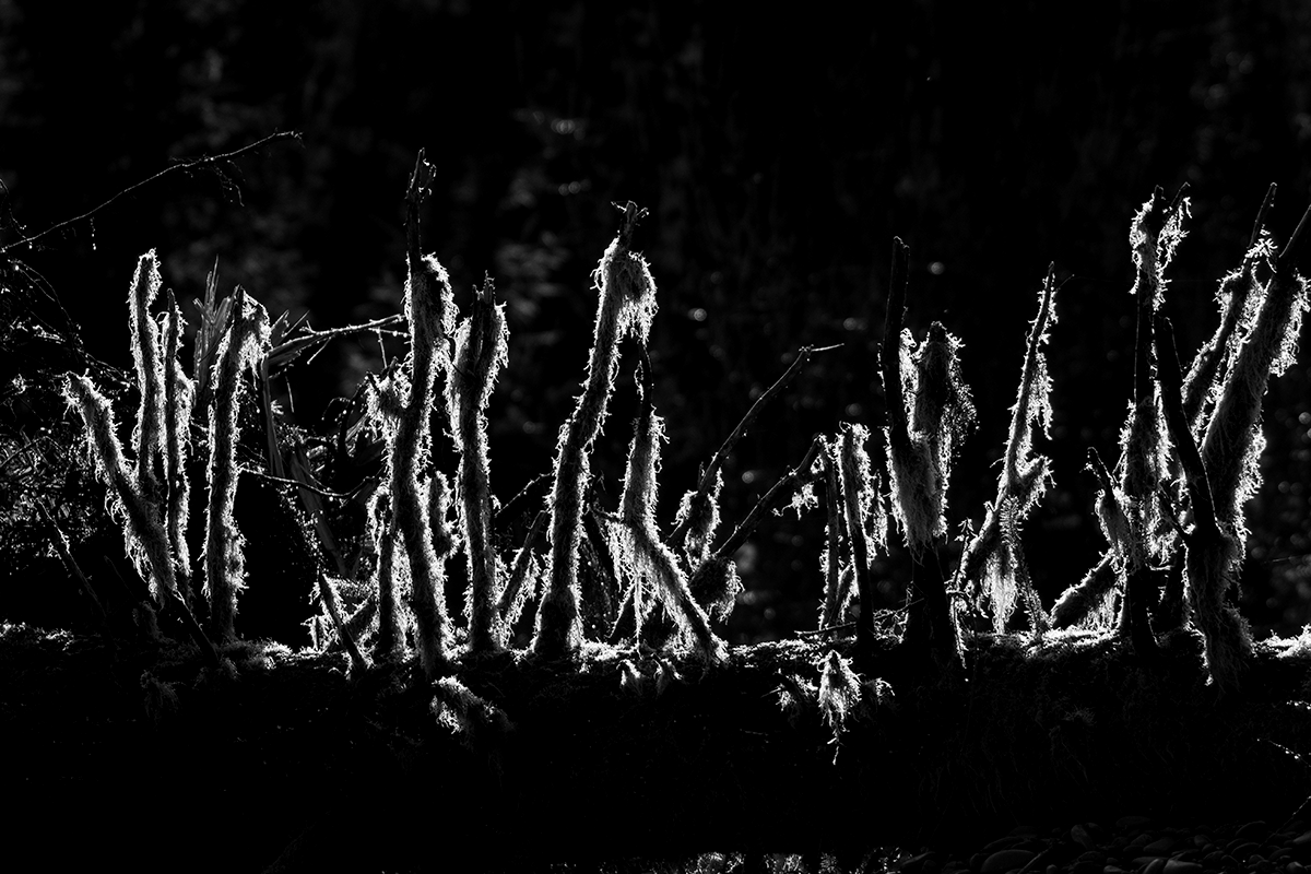 Olympic Peninsula Steelhead