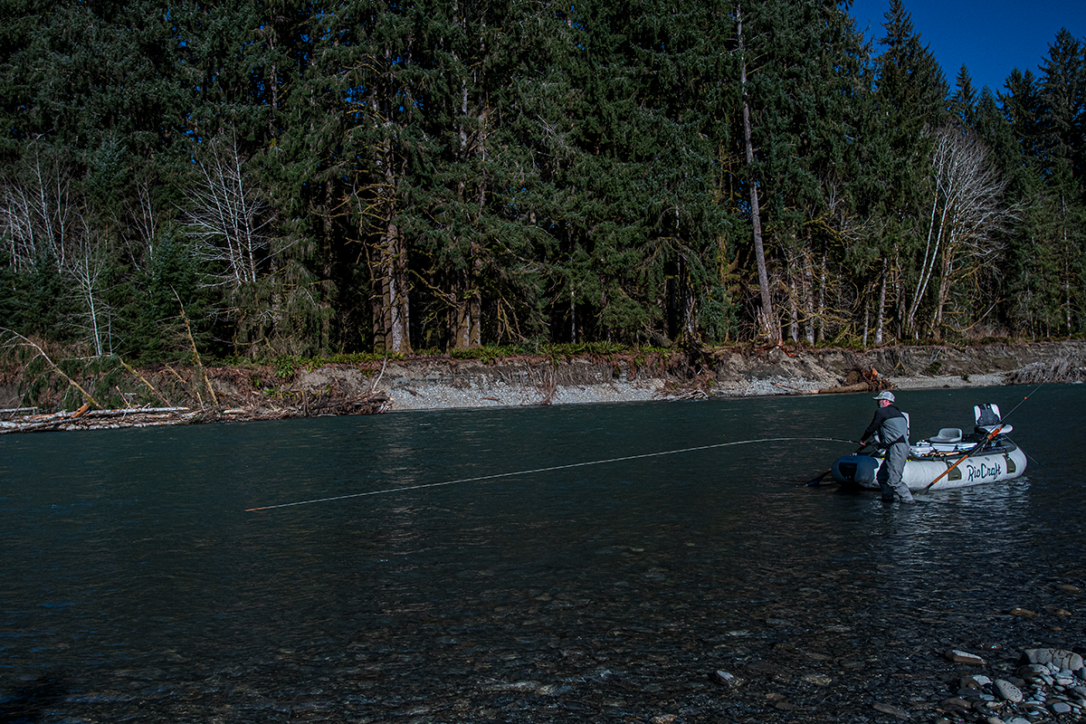 Olympic Peninsula Steelhead