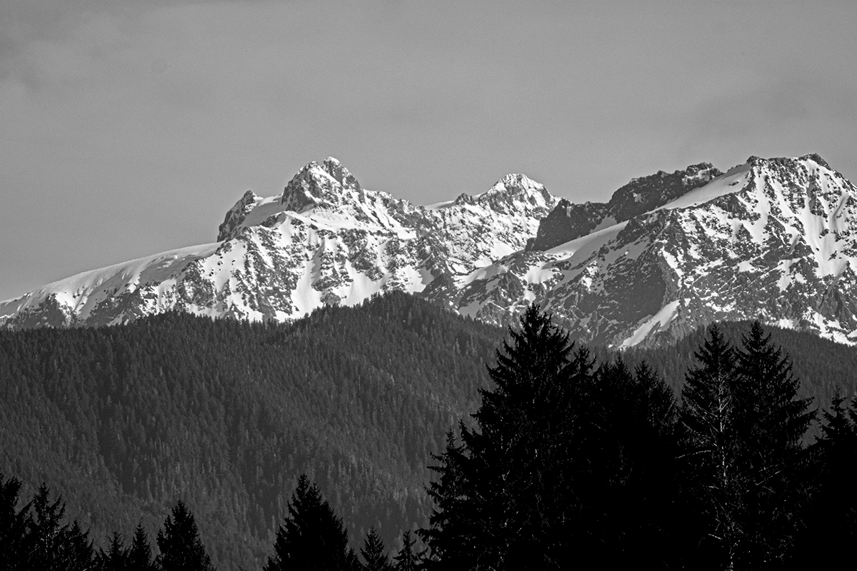 Olympic Peninsula Steelhead