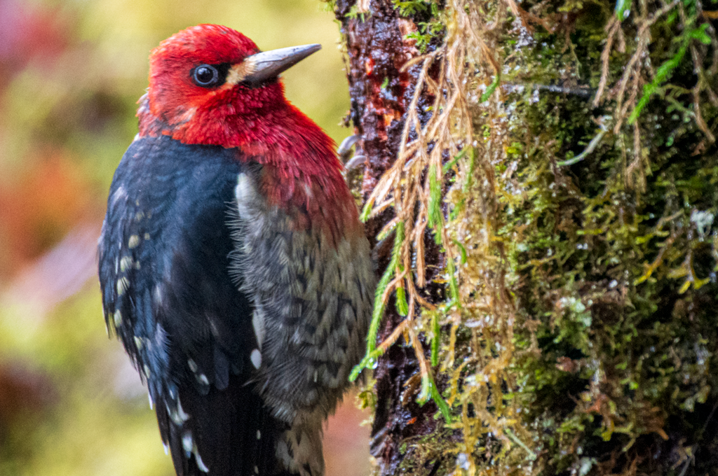 Olympic Peninsula Steelhead
