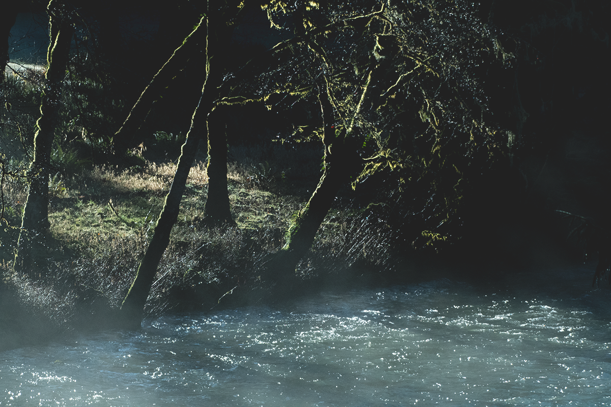 Olympic Peninsula Steelhead