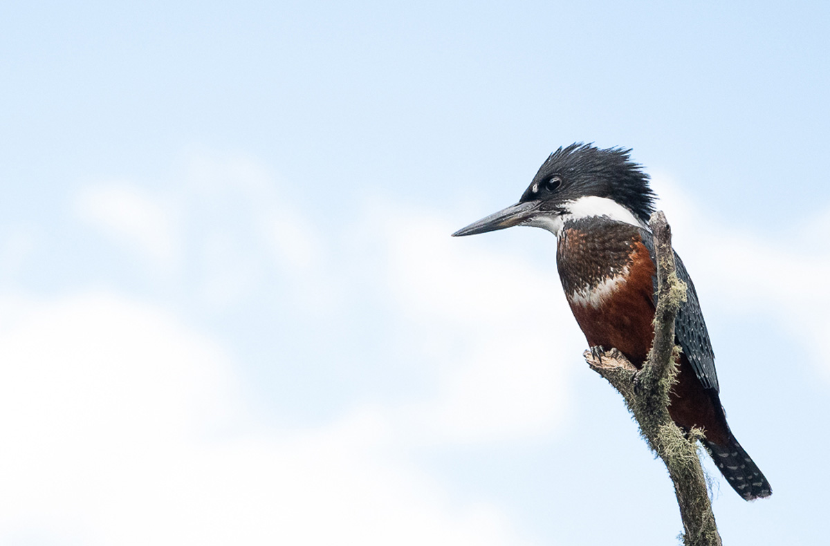 Cinco Rios Coyhaique, Chile