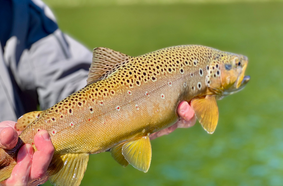 Cinco Rios Coyhaique, Chile