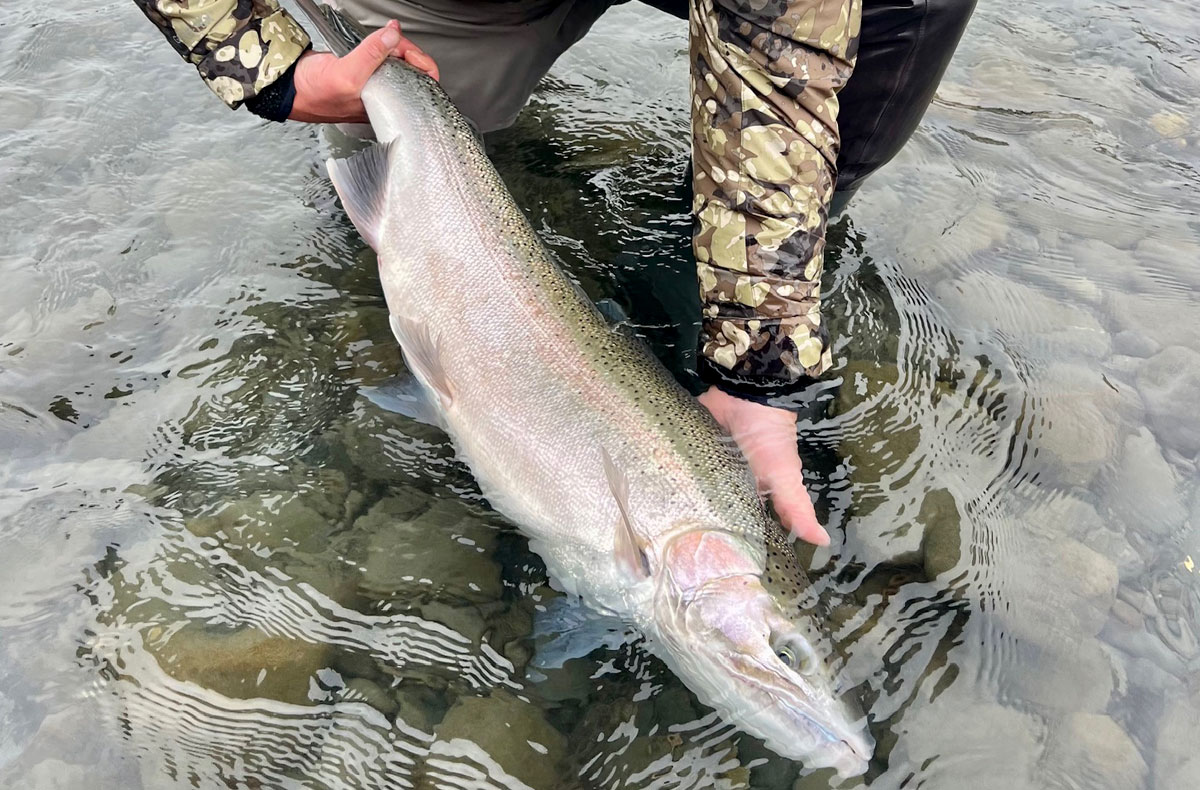Steelhead Fishing OP Olympic Penninsula