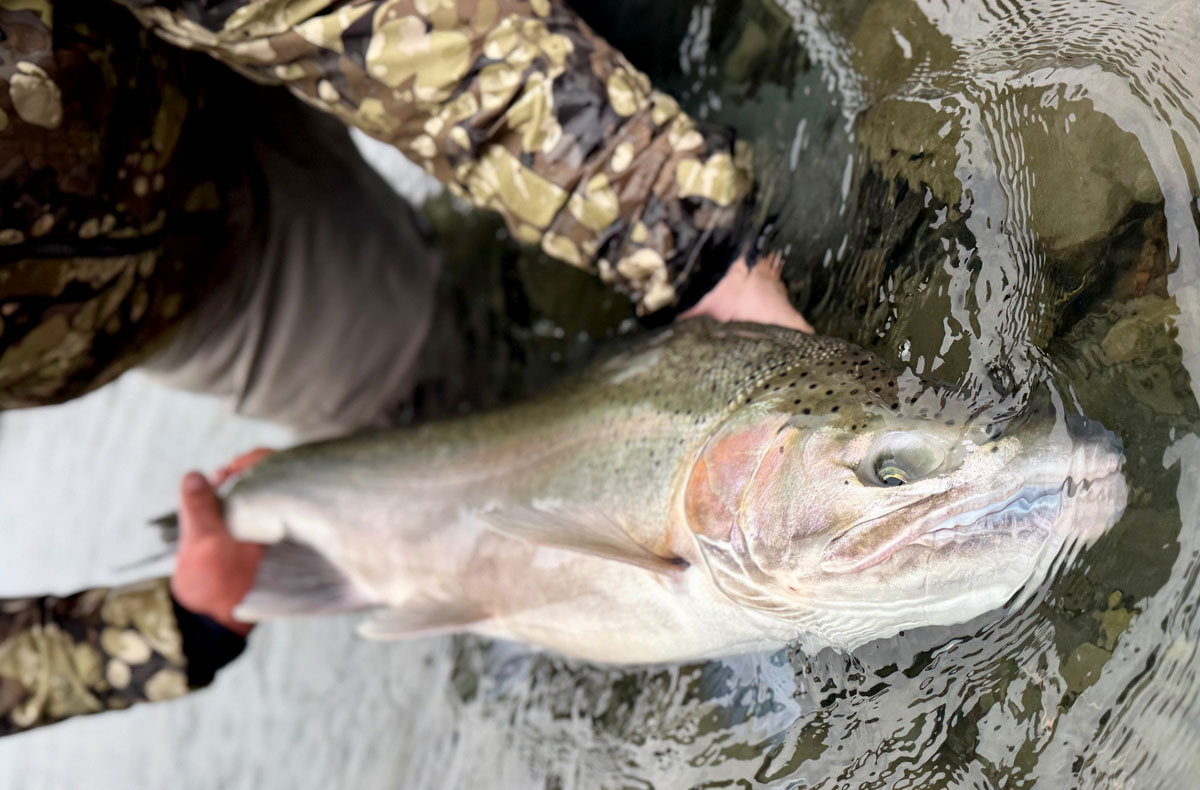 Steelhead Fishing OP Olympic Penninsula