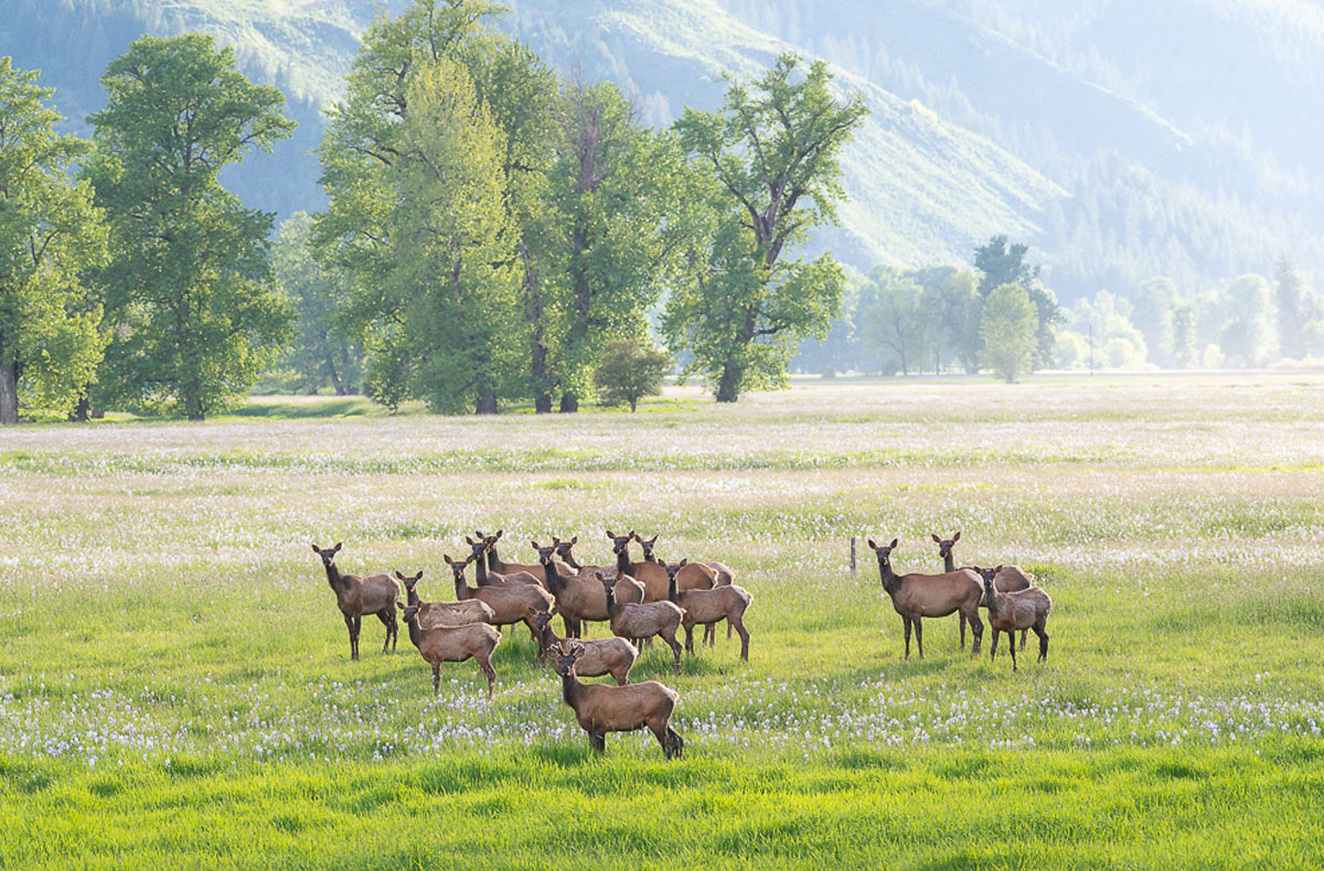 Elk North Idaho