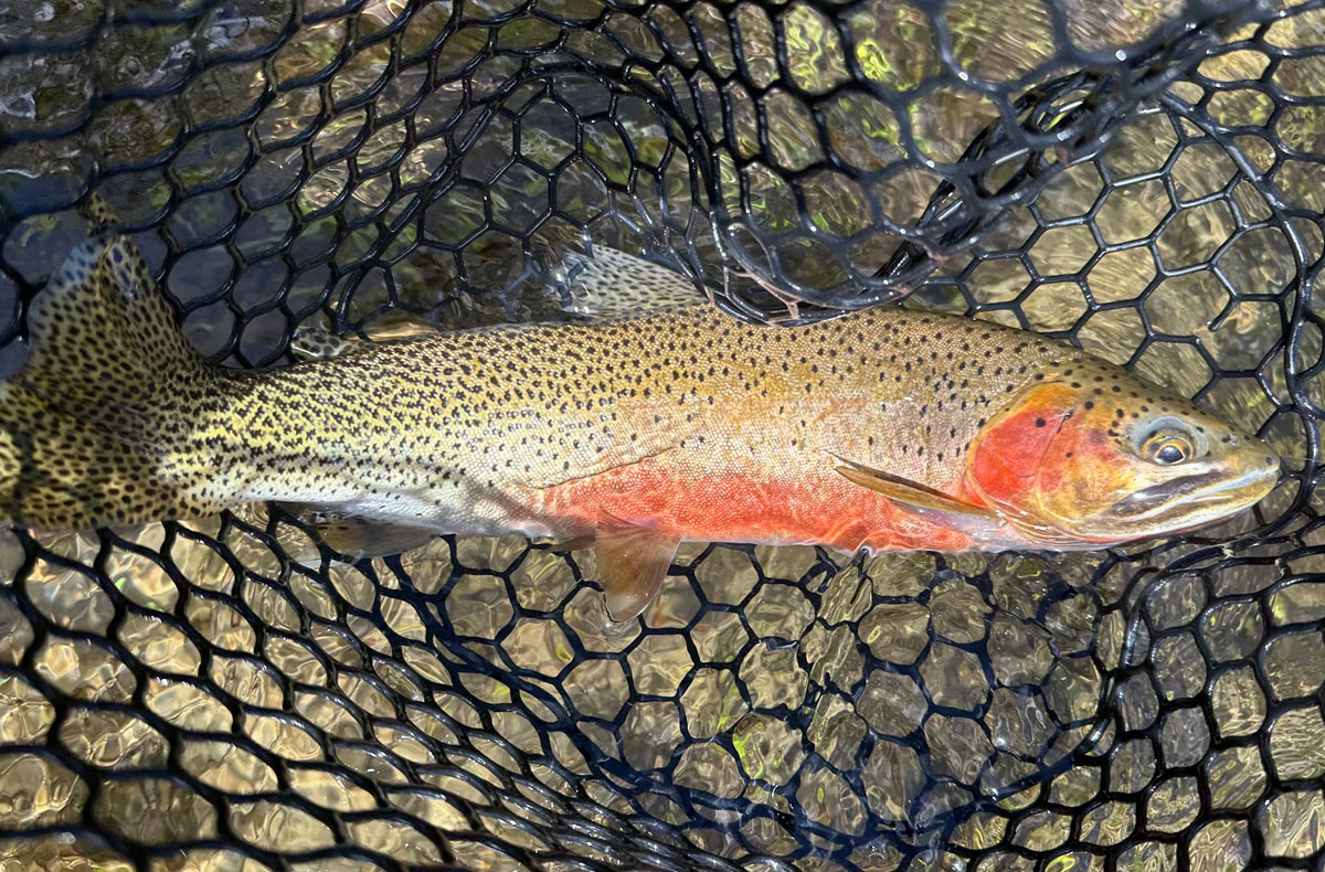 Fishing North Idaho