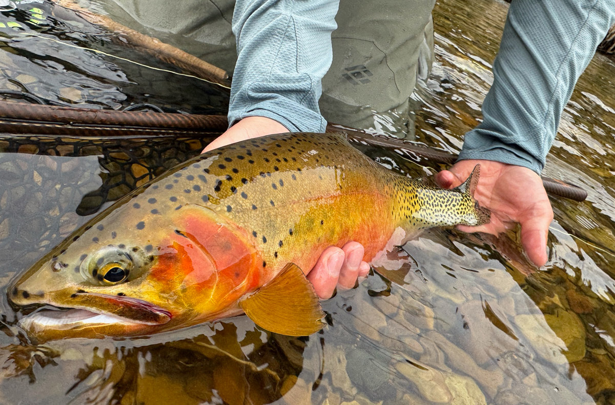 North Idaho Cutty