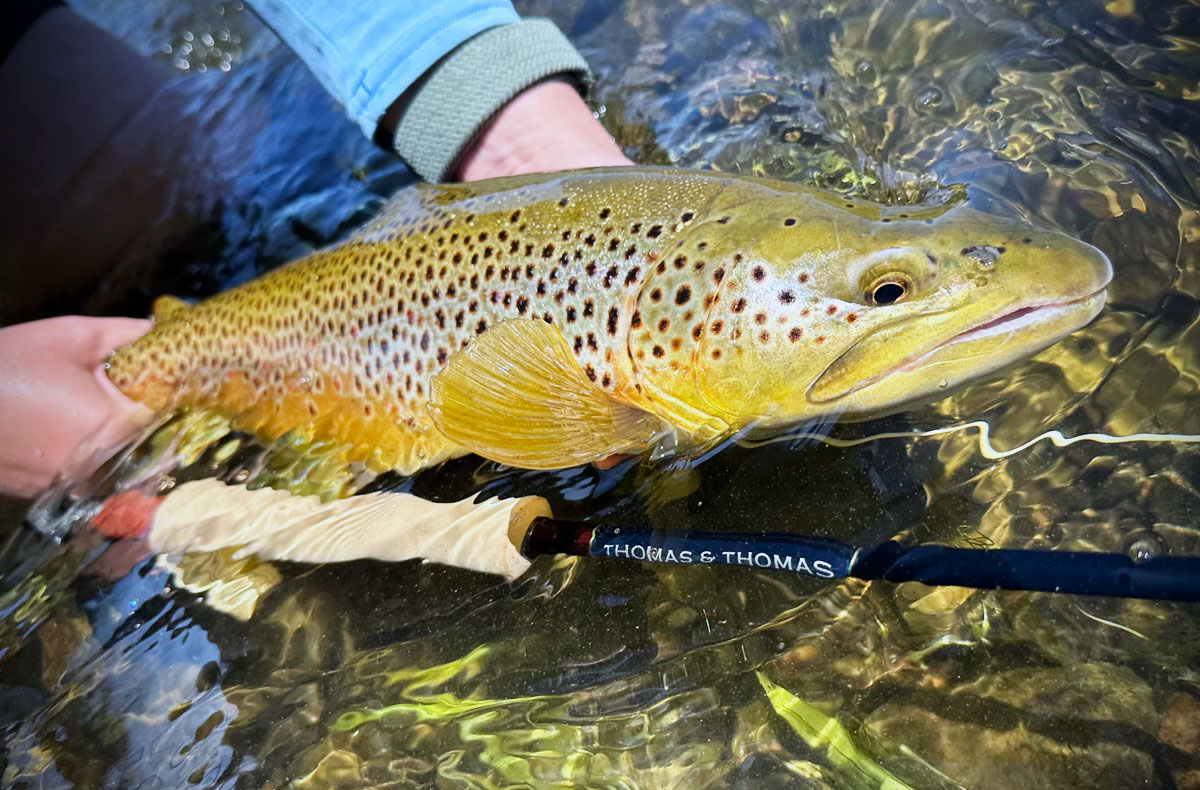 Thomas and Thomas Avantt II Fly Rods