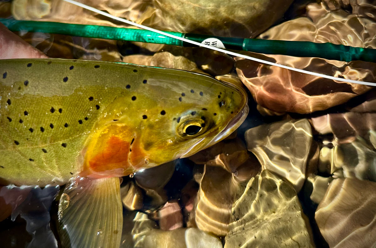 Spokane River Fly Fishing