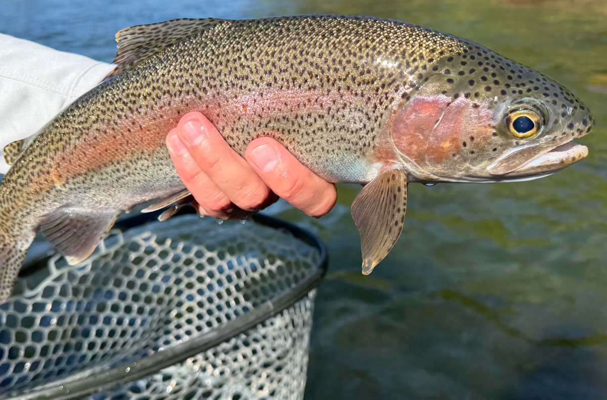 North Idaho Fly Fishing