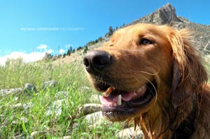 Eddy taking in some sun after a swim in the Grande Ronde River.