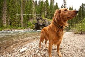 Our fly fishing dog on point along the banks of the St. Joe River.