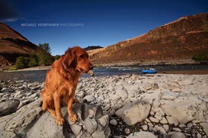 Eddy enjoying a tasty rock along the banks of the Grande Ronde River.