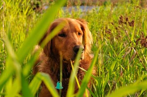 Ed relaxing in the grass along an Idaho cutthroat river.