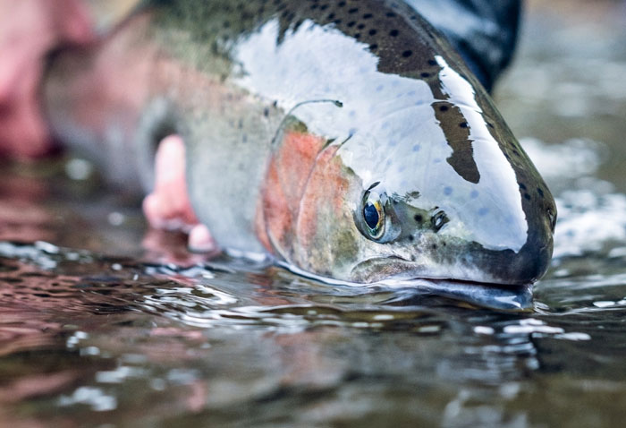 Steelhead Clinic being presented by Sean Visintainer.