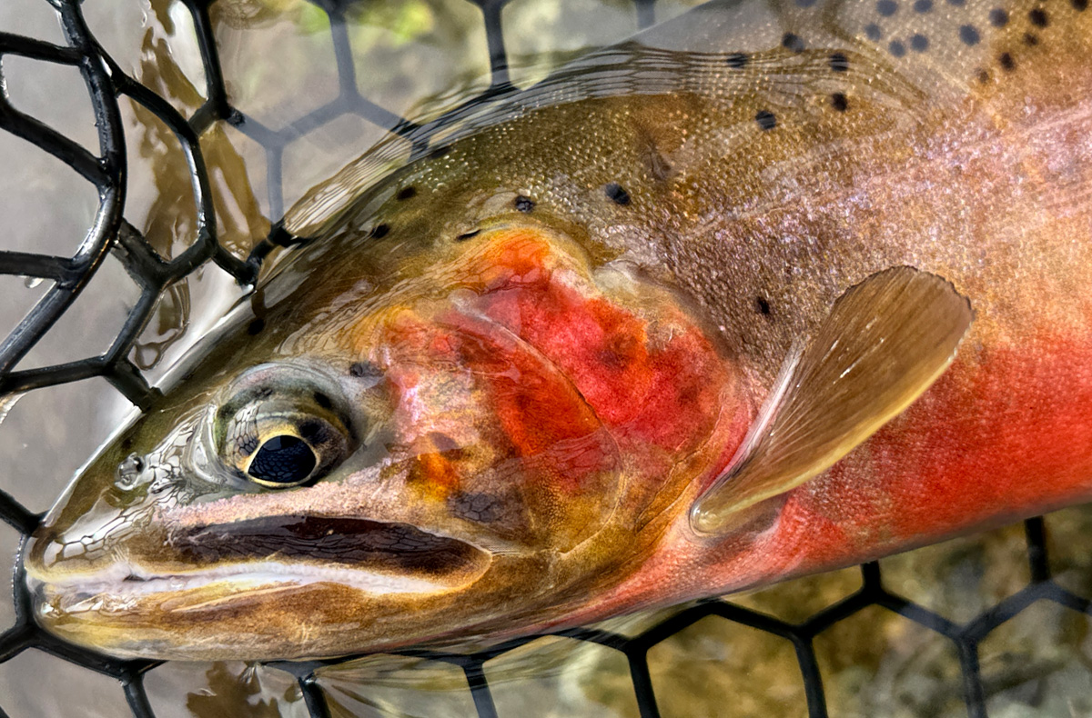 North Idaho Cutthroat