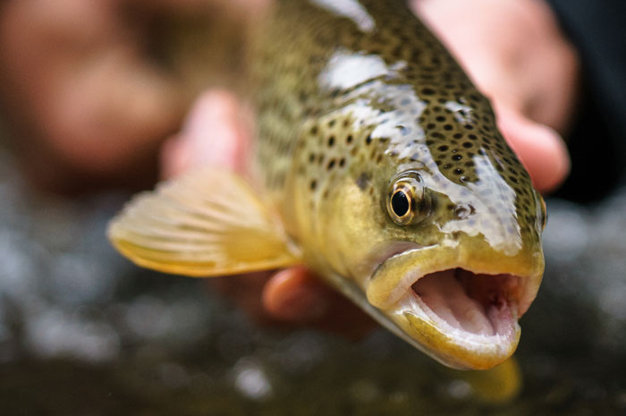 Montana Brown Trout.