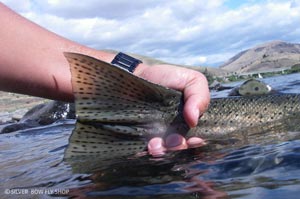 Sean doing the self release shot of a Clearwater River Steelhead he caught.