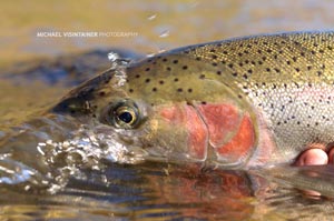 A very pink colored hen steelhead from the Grande Ronde River gets a drink of water before being let loose.