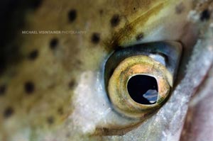 A Grande Ronde River steelhead giving the camera 'the eye'.