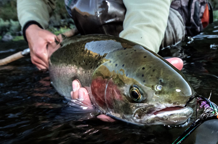 Grande Ronde Steelhead.