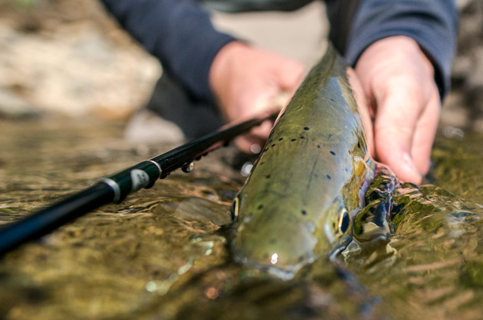 St Joe River Cutthroat Trout.