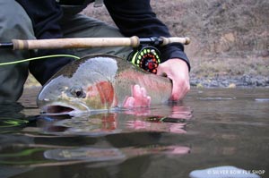 A beautiful Grande Ronde Steelhead swung on the Larimer Loop Leech.