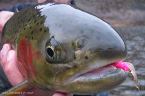 Upclose and personal with a Grande Ronde steelhead caught nymphing during the winter.