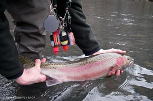 A late season steelhead being released by Spencer Williams.