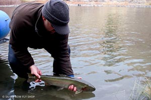 Silver Bow guide Britten Jay letting go his steelhead.