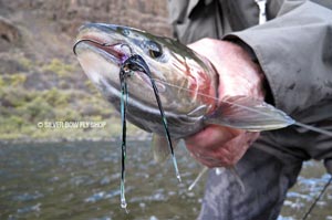 The black fish taco getting the job done once again for another client on the Grande Ronde River. 