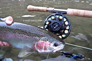 A quality Grande Ronde Steelhead with posing with a quality Hatch Reel on the Winston Spey Rod.