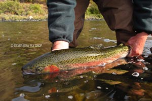 A flawless wild Grande Ronde buck steelhead being released back.