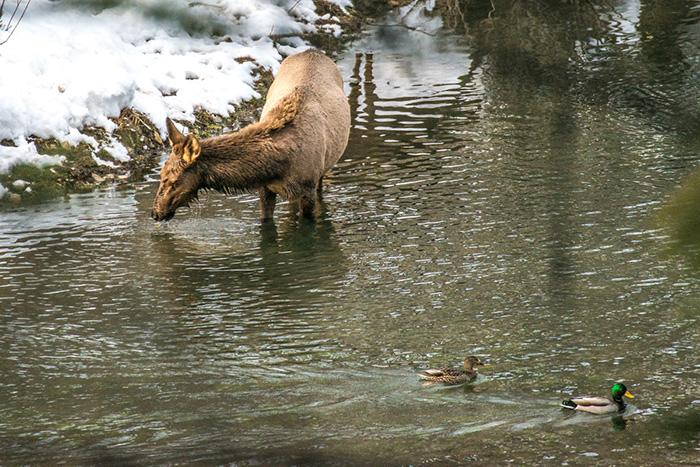 North Idaho Elk