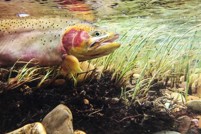 Releasing a Cutthroat Trout.