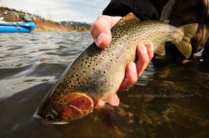 A Westslope Cutthroat trout slipping back in the North Fork of the Coeur d'Alene River.