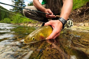 Another cutthroat trout to finish off a good day of fly fishing in Idaho.