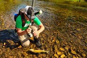 Shop owner Sean Visintainer slides a thick Westslope cutthroat in to be unhooked on Indepence Creek in Idaho.