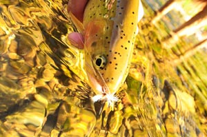 Mike Visintainer shoots a stunningly vibrant photo of a Westslope cutthroat trout from the Coeur d'Alene drainage.