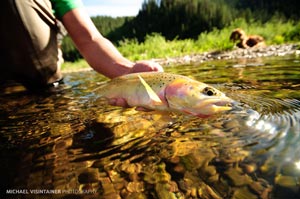 June fishing on the upper North Fork of the Coeur d'Alene produces another fine cutthroat trout.