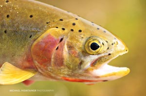 A gorgeous Westslope Cutthroat from a great day of June fly fishing on the upper North Fork of the Coeur d'Alene drainage.