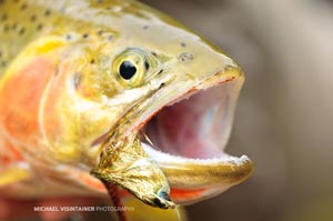 This Westslope Cutthroat opens wide and patiently waits for us to remove a sparkle minnow streamer from his jaw.