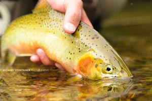 Sean and Uncle Ben float down the North Fork of the Coeur d'Alene near the South Fork in search of early season risers.