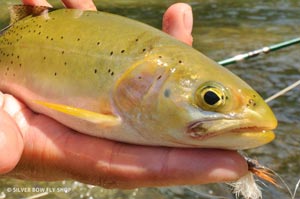 A finely spotted Westslope Cutthroat thought a parachute adams was a tasty treat on a sunny 4th of July.