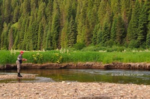 Bob M lays out a long cast for cutthroat on Teepee Creek.
