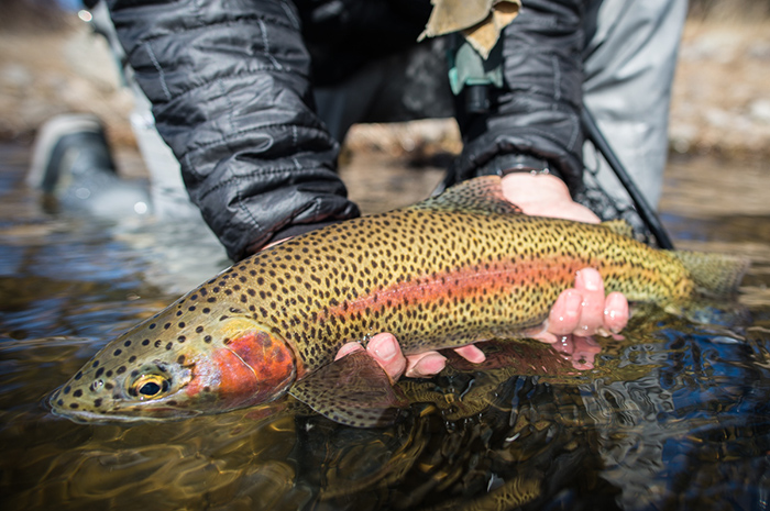 Spokane River Redband Trout.