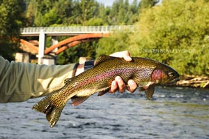 Another healthy rainbow from the Peaceful Valley stretch of the Spokane River.